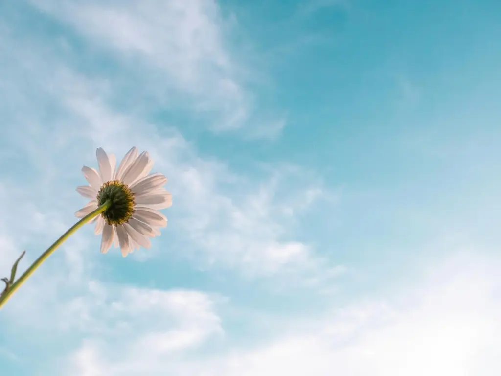 Single flower reaching toward the sky